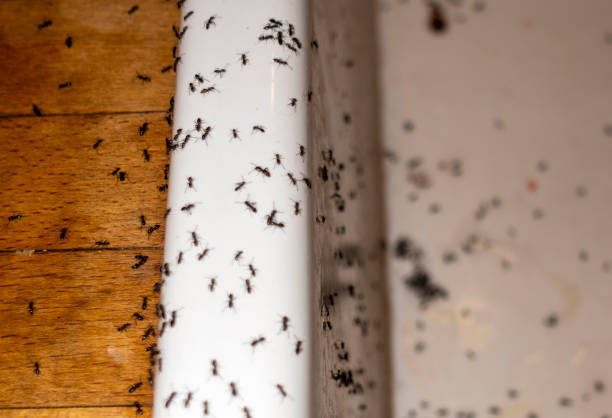 Best Affordable Pest Control Services  in Burton, MI